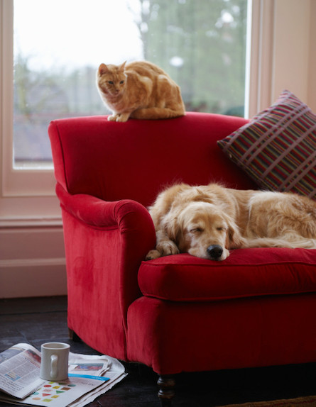 חתול וכלב על ספה אדומה (צילום: realsimple.com)
