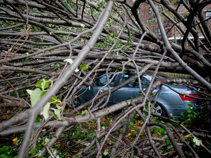 עצים שקרסו על מכוניות (צילום: רויטרס)