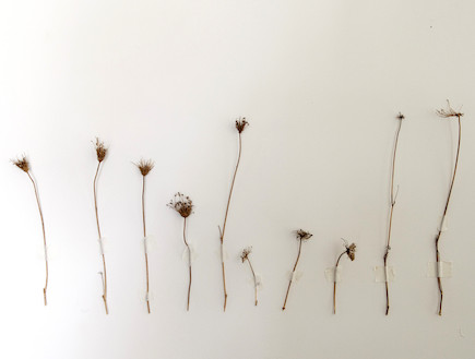 צמחים על הקיר (צילום: הגר דופלט)