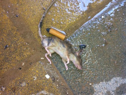 עכבר בשיזפון