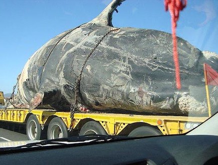 לוויתן מת בכביש הראשי (צילום: thesun.co.uk)