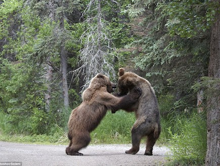 דובים באלסקה בקרב (צילום: dailymail.co.uk)