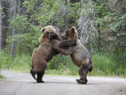 דובים (צילום: dailymail.co.uk)
