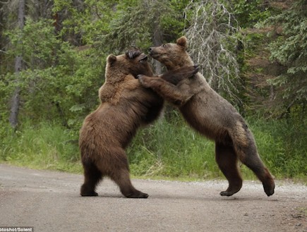 הקרב בין דובי הגריזלי באלסקה (צילום: dailymail.co.uk)
