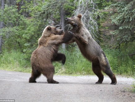 קרב בין דובים באלסקה (צילום: dailymail.co.uk)