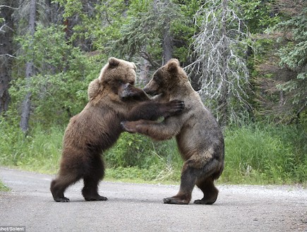 שני דובי גריזלי באלסקה (צילום: dailymail.co.uk)