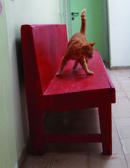 החתול של מעיין קרת (צילום: נועם עופרן)