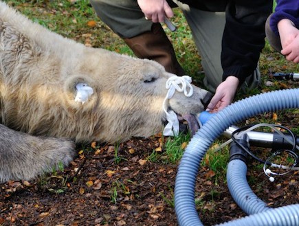 טיפול שורש לארקטוס דוב הקוטב (צילום: dailymail.co.uk)
