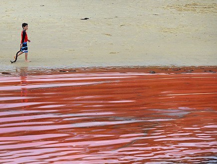 מי הים הפכו לאדומים (צילום: צילום מסך daily mail)