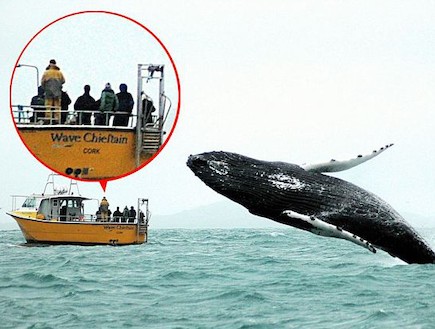 פספסו את הקפיצה של הלוויתן (צילום: dailymail.co.uk)