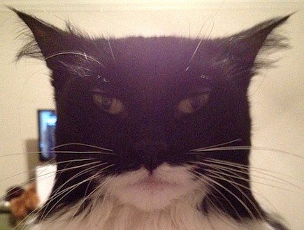 החתול שנראה כמו באטמן