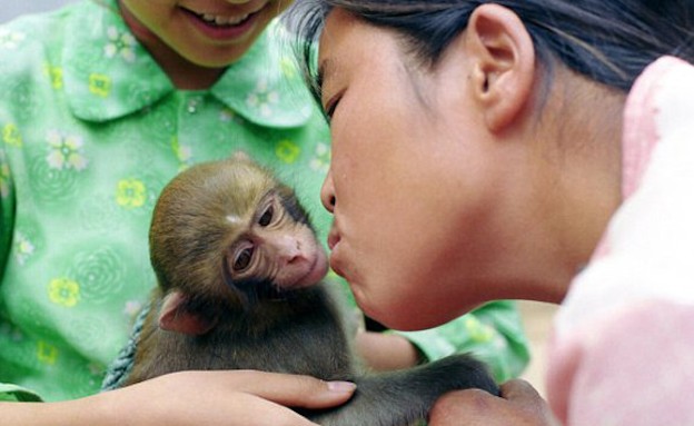 הקופים של ז'יאו שינז'ן (צילום: dailymail.co.uk)
