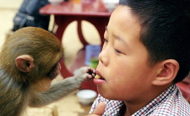 הקופים של ז'יאו שינז'ן (צילום: dailymail.co.uk)
