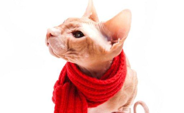 כלבים בחורף