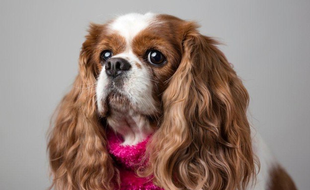 כלבים בחורף