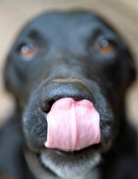 פטריק - כלב שחור מלקק (צילום: realsimple.com)