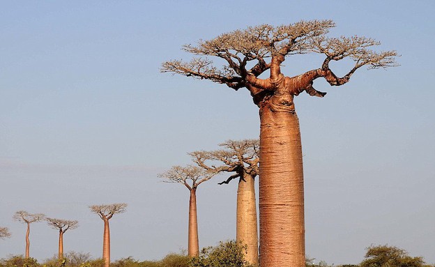 עצי באובב מקרוב