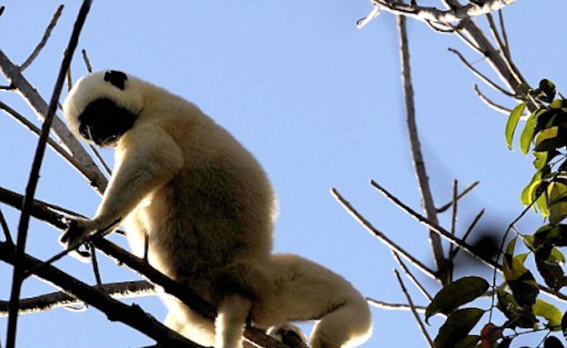 למורים על העץ