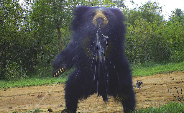 דוב שפתני בהודו