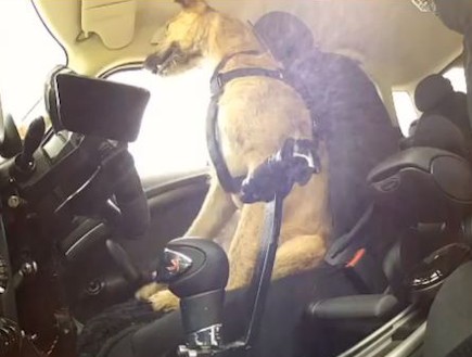 כלבים נוהגים ברכב (תמונת AVI: dailymail.co.uk)