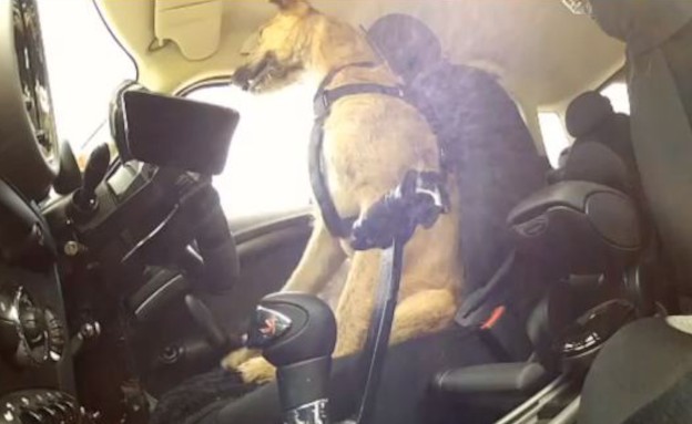 כלבים נוהגים ברכב (תמונת AVI: dailymail.co.uk)