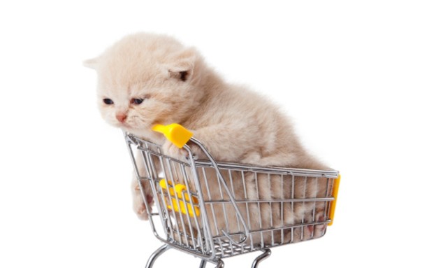 דמי כיס מדור 8 דמי כיס מדור 8