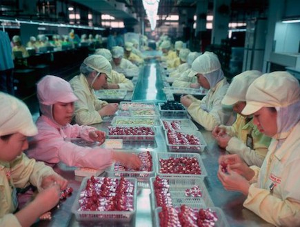 עובדים במפעל (צילום: dailymail.co.uk)