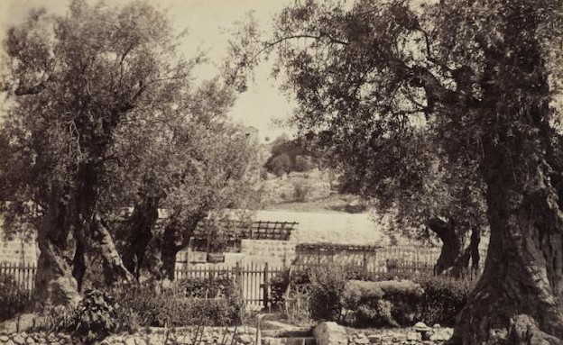 ארץ ישראל לפני 150 שנה (צילום: dailymail.co.uk)