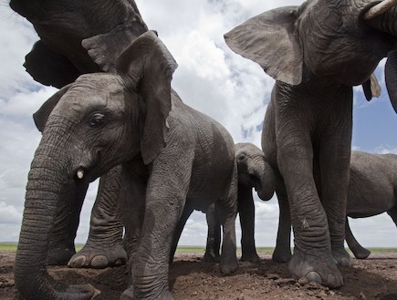 עדר פילים מסיר אבק בחום הצורב