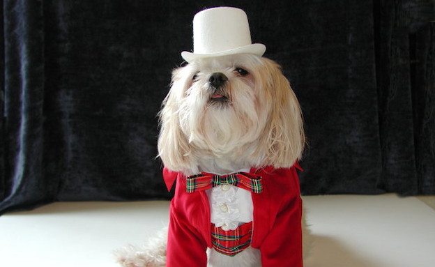 כלבים באדום