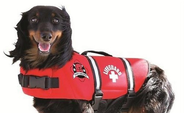 כלבים באדום