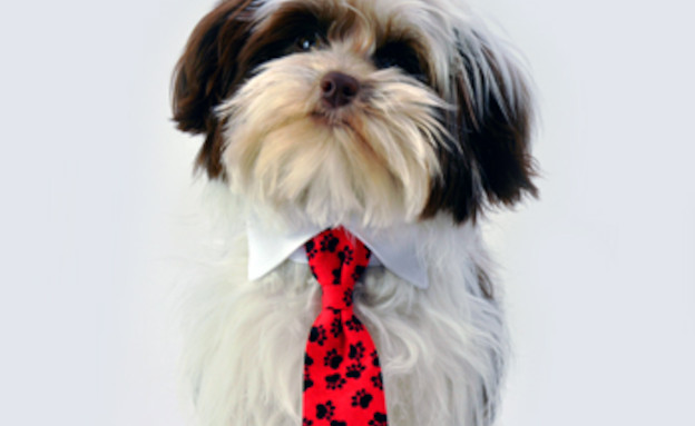 כלבים באדום