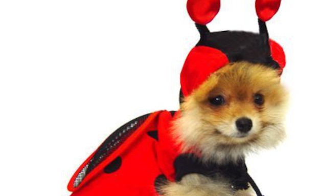 כלבים באדום