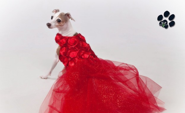 כלבים באדום