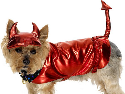 כלבים באדום (צילום: costume-discount.com)