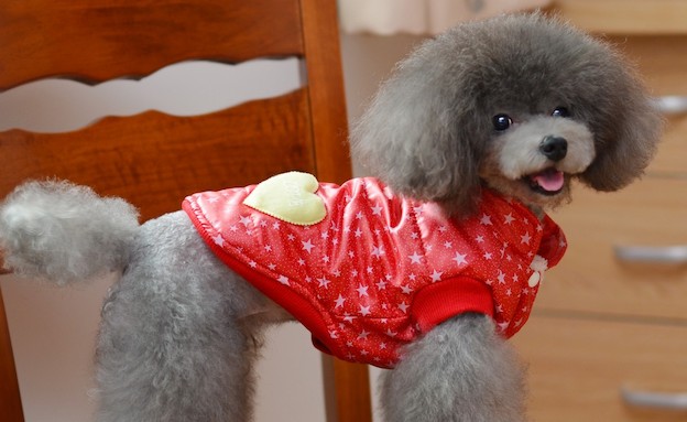 כלבים באדום