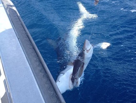 כריש אוכל כריש (צילום: dailymail.co.uk)