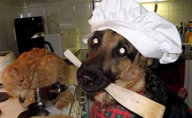 חתולים מבשלים חתולים מבשלים