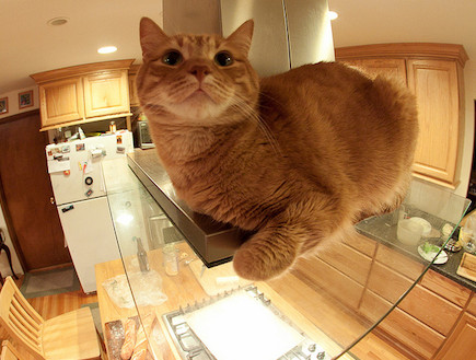 חתולים מבשלים (צילום: buzzfeed)
