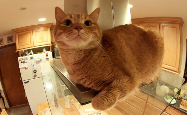 חתולים מבשלים חתולים מבשלים