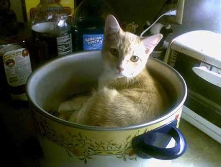 חתולים מבשלים (צילום: buzzfeed)