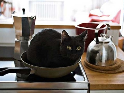 חתולים מבשלים