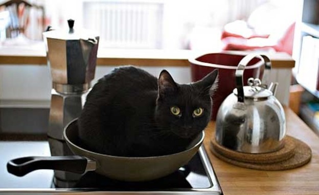 חתולים מבשלים חתולים מבשלים