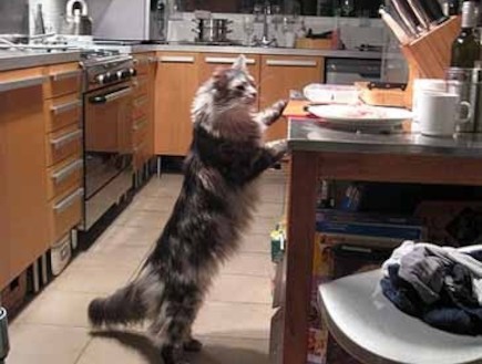 חתולים מבשלים