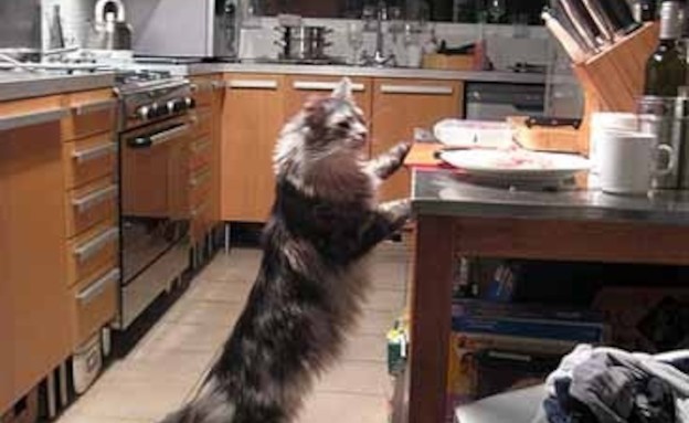 חתולים מבשלים חתולים מבשלים