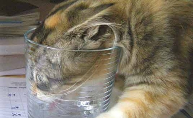 חתולים מבשלים חתולים מבשלים