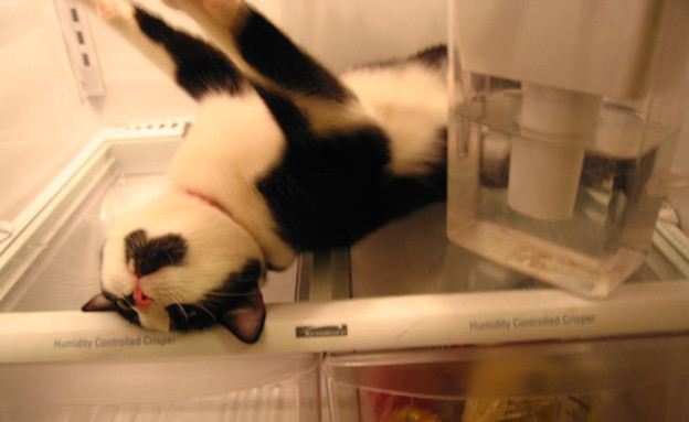 חתולים מבשלים חתולים מבשלים