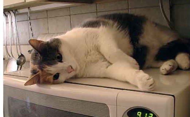 חתולים מבשלים חתולים מבשלים