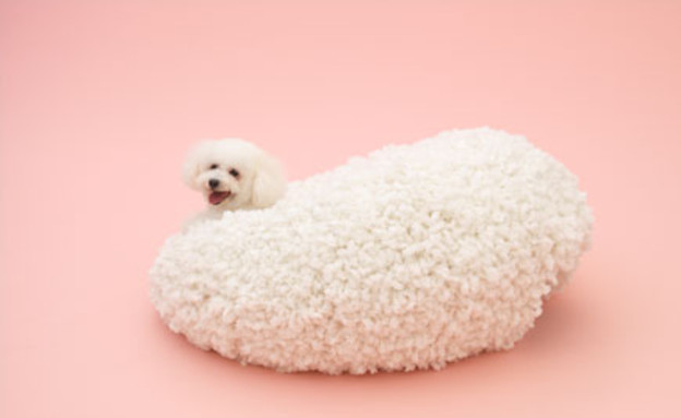 כלבים 6kazuyosejima