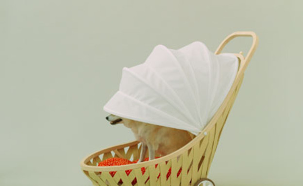 כלבים 11toyoito